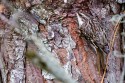 Brown Creeper (Certhia americana)